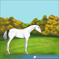 Horse Color:Blue Roan Splash Near Fewspot Rabicano 