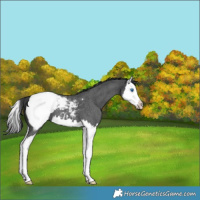 Horse Color:Blue Roan Splash Snowcap 