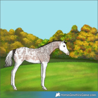 Horse Color:Bay Ice Roan Splash Appaloosa Rabicano 