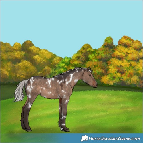 Horse Color:White Spotted Silver Brown Dun Mushroom 