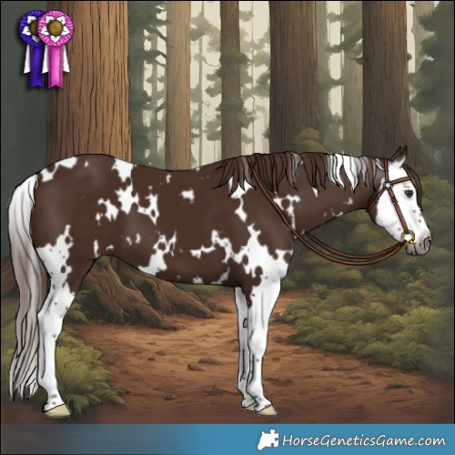 Horse Color:Gray White Spotted Chestnut Splash 