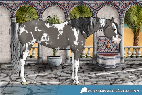 Horse Color:White Spotted Grullo Splash 