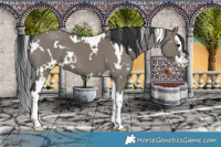 Horse Color:White Spotted Grullo Splash 