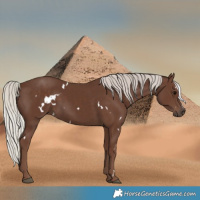 Horse Color:White Spotted Silver Black 