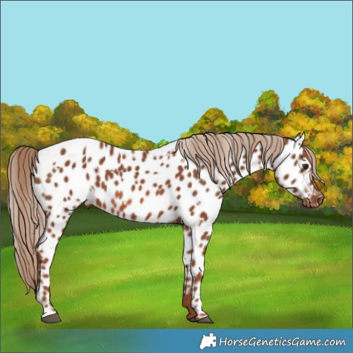 Horse Color:White Spotted Chestnut Appaloosa 