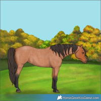 Horse Color:Bay Roan 