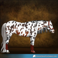 Horse Color:Brown Tobiano Appaloosa