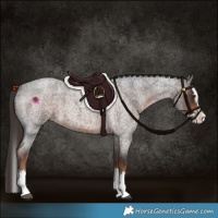 Horse Color:Liver Red Roan Splash 