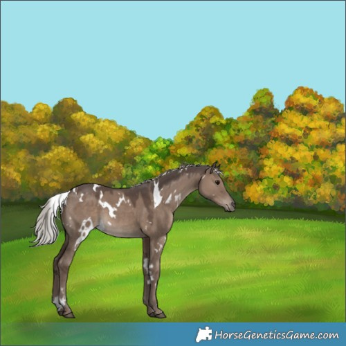 Horse Color:White Spotted Silver Grullo 