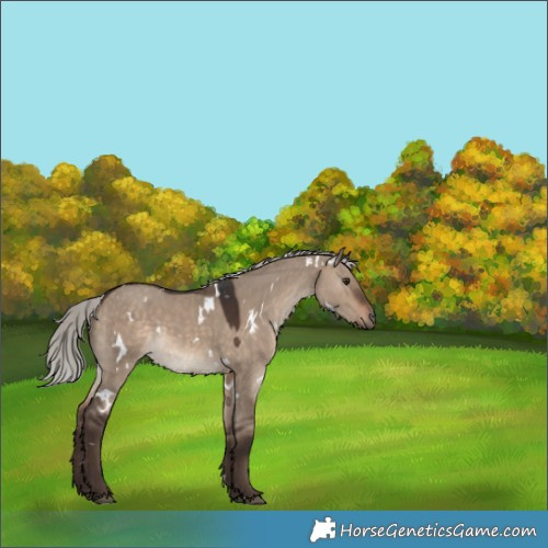 Horse Color:White Spotted Silver Brown Dun 