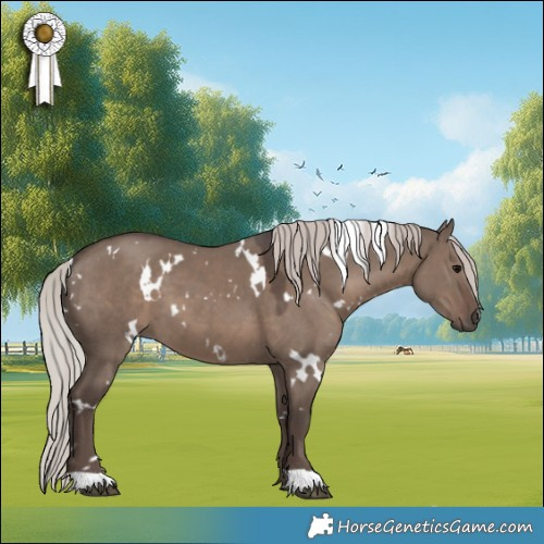 Horse Color:White Spotted Silver Grullo 