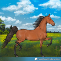 Horse Color:Bay 