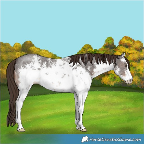 Horse Color:White Spotted Liver Chestnut Sabino 
