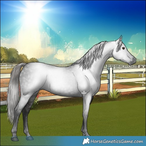 Horse Color:Gray Liver Chestnut 