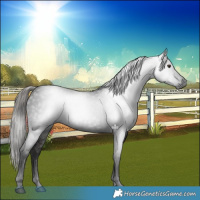 Horse Color:Gray Liver Chestnut