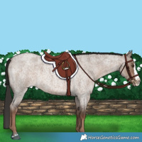 Horse Color:Liver Red Dun Roan Splash 