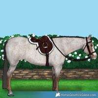Horse Color:Liver Red Dun Roan Splash 