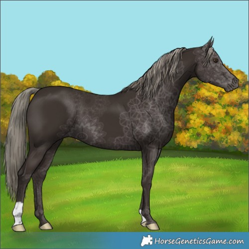 Horse Color:Liver Chestnut Mushroom 