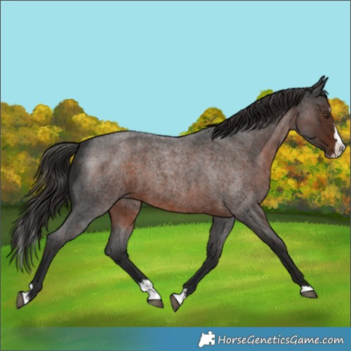 Horse Color:Liver Red Roan Splash 