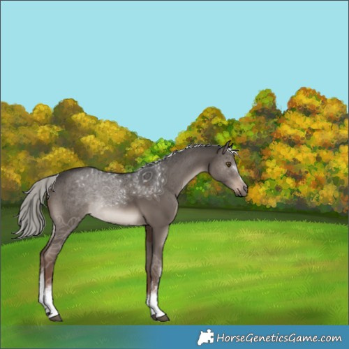 Horse Color:White Spotted Liver Red Dun Mushroom Sabino Rabicano 