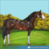 Horse Color:White Spotted Bay Rabicano