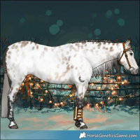 Horse Color:Gray Buckskin Near Leopard 