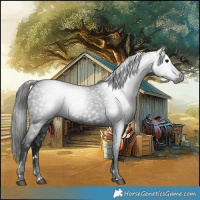 Horse Color:Gray Black 