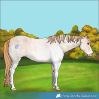 Horse Color:White Spotted Red Roan 