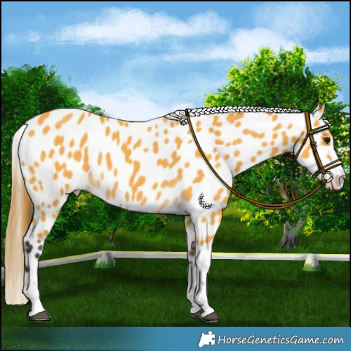 Horse Color:Buckskin Appaloosa 