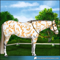 Horse Color:Buckskin Appaloosa 