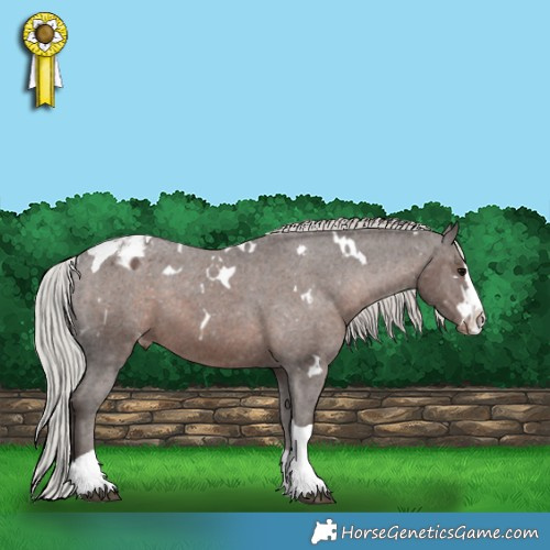 Horse Color:White Spotted Silver Black Splash Tobiano Appaloosa 