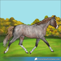 Horse Color:Liver Red Roan Splash 