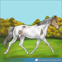 Horse Color:White Spotted Silver Buckskin Dun Tobiano Rabicano 
