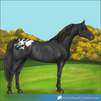 Horse Color:Black Blanket Rabicano 