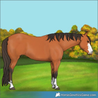 Horse Color:Bay and Bay
