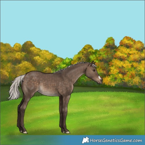 Horse Color:Silver Brown Dun 