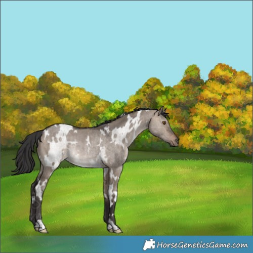 Horse Color:White Spotted Brown Dun Rabicano 
