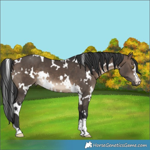Horse Color:White Spotted Brown Dun 