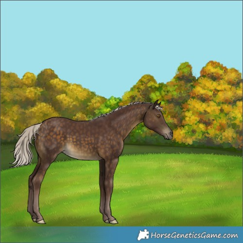 Horse Color:Chocolate Silver Buckskin 