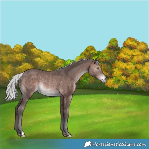 Horse Color:Platinum Silver Bay Rabicano 