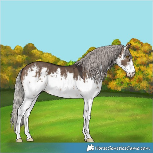 Horse Color:White Spotted Silver Brown Dun 