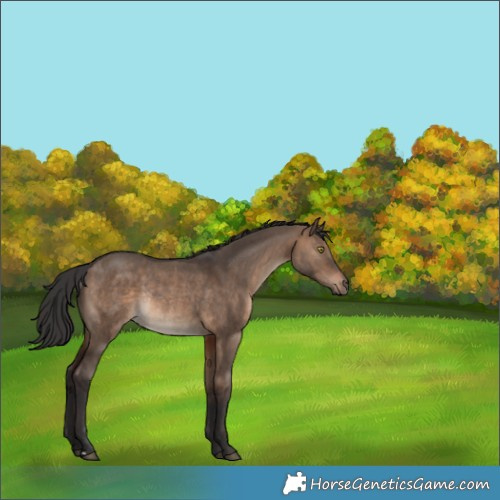 Horse Color:Brown Dun Rabicano 
