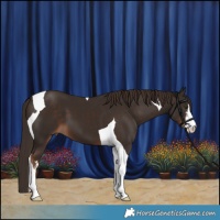 Horse Color:White Spotted Liver Chestnut Tobiano 