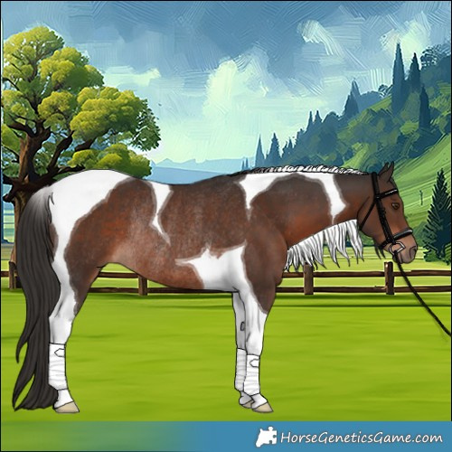 Horse Color:Liver Chestnut Tobiano Rabicano