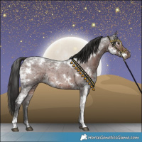 Horse Color:White Spotted Liver Red Ice Roan Rabicano