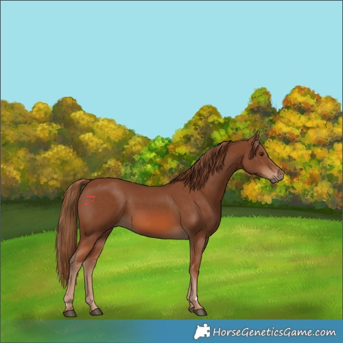 Horse Color:Chestnut 