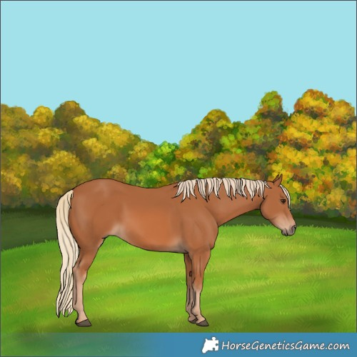 Horse Color:Chestnut 