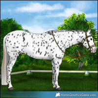 Horse Color:Smoky Black Near Leopard 