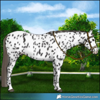 Horse Color:Smoky Black Appaloosa