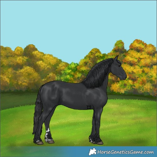 Horse Color:Black 